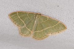 Chlorochlamys appellaria