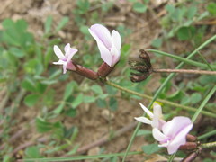 Astragalus corniculatus