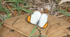 Colotis etrida