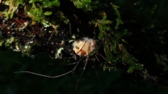 Pandora phalangicida