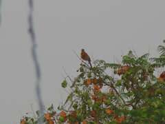 Turdus rufopalliatus
