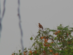 Turdus rufopalliatus
