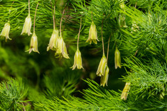 Asparagus tenuifolius