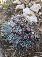 Townsendia hookeri