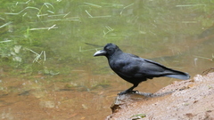 Corvus macrorhynchos culminatus