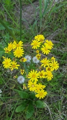 Packera glabella