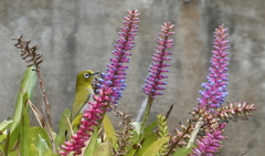 Zosterops palpebrosus