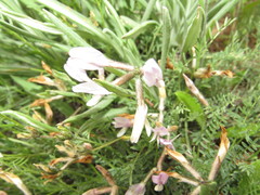 Astragalus corniculatus