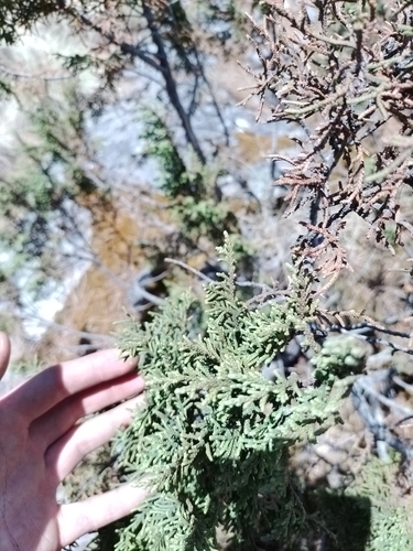 Image of Juniperus monticola by (c) Manuel Nicolás Madrigal Pérez, some rights reserved (CC BY)