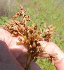 Scirpus pendulus