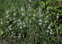Monarda citriodora