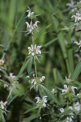 Monarda citriodora