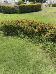 Ixora coccinea