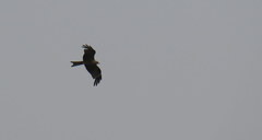 Milvus migrans govinda