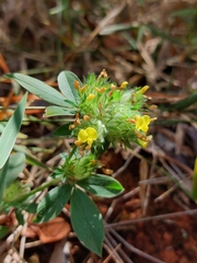 Stylosanthes capitata