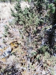 Juniperus monticola