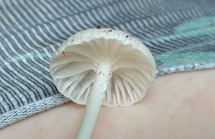 Heliomyces decolorans