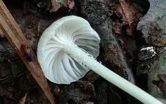 Heliomyces decolorans