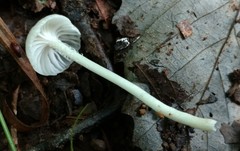 Heliomyces decolorans