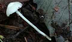 Heliomyces decolorans