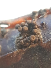 Godronia ribis