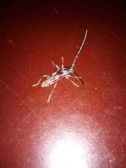 Elaphidion irroratum