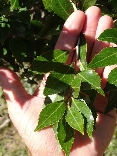 Image of Scolopia mundii by (c) Shaun Swanepoel, some rights reserved (CC BY)