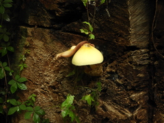 Volvariella bombycina flaviceps