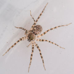 Pardosa vadosa
