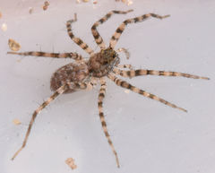 Pardosa vadosa
