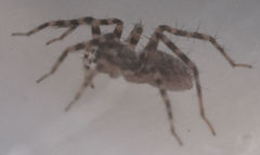 Pardosa vadosa