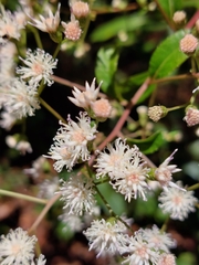 Vernonanthura polyanthes