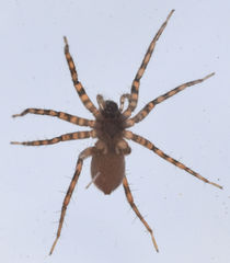 Pardosa vadosa