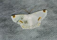 Sericoptera virginaria