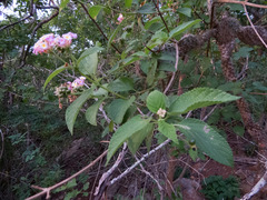 Lantana × pohliana
