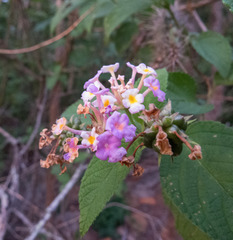 Lantana × pohliana