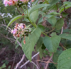 Lantana × pohliana