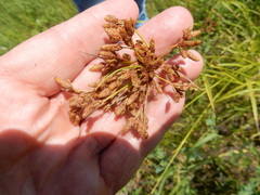 Scirpus pendulus