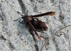 Rectala asyliformis