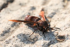 Rectala asyliformis
