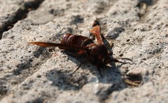 Rectala asyliformis