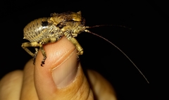 Enyaliopsis