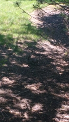 Sciurus carolinensis