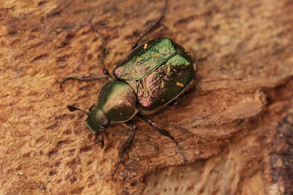 Noble Chafer