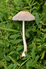 Coprinellus xanthothrix