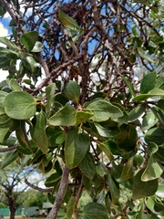 Erianthemum