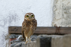 Athene cunicularia