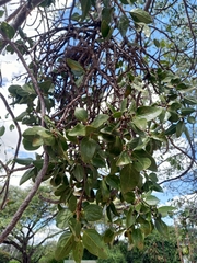 Erianthemum
