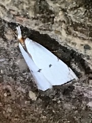 Argyria gonogramma