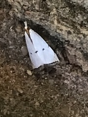 Argyria gonogramma